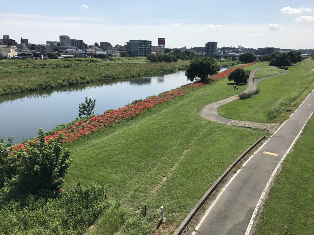 狭山市の中心を流れる入間川とサイクリングロード、曼殊沙華（彼岸花）狭山市　入間川ドットコム　IRUMAGAWA.COM